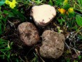 /album/fotogaleria-inicio1/terfezia-arenaria-con-tuberaria-guttata-jpg/